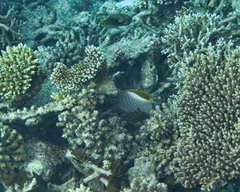 Chaetodon xanthocephalus