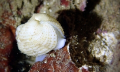 Acar plicata