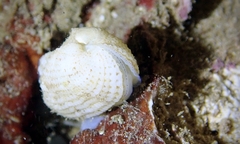 Acar plicata