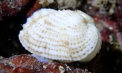 Acar plicata