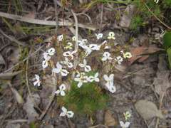 Stylidium spinulosum