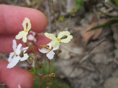 Stylidium spinulosum
