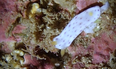 Chromodoris aspersa