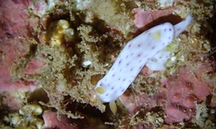 Chromodoris aspersa