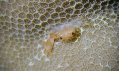 Cherusius triunguiculatus