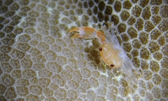 Cherusius triunguiculatus