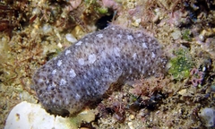 Dendrodoris elongata
