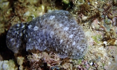 Dendrodoris elongata