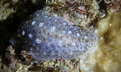 Dendrodoris elongata