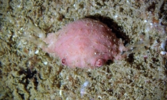 Exopalicus maculatus