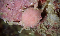Exopalicus maculatus