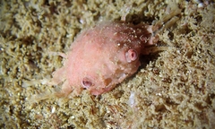 Exopalicus maculatus