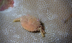 Exopalicus maculatus