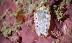 Goniobranchus decorus