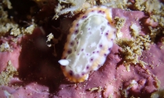 Goniobranchus decorus