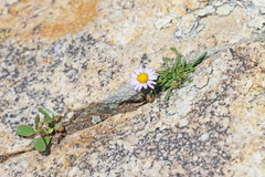 Erigeron arenarioides