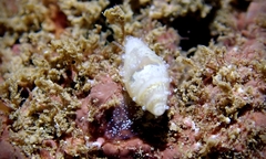 Dentimargo pumila