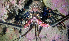 Panulirus marginatus