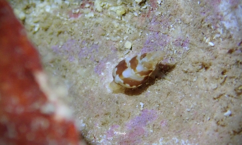 Mitrella bella observed 2021-11-19
