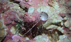 Thylacodes variabilis