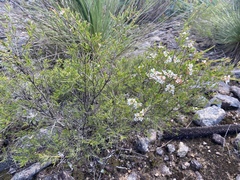 Sannantha angusta