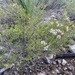 Sannantha angusta - Photo (c) ryanthughes,  זכויות יוצרים חלקיות (CC BY-NC)