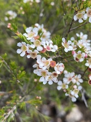 Sannantha angusta