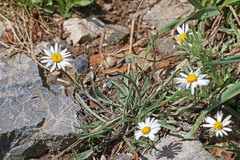 Erigeron eatonii