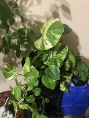 Epipremnum