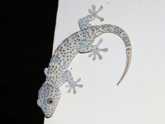 Gekko gecko