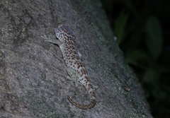 Gekko gecko