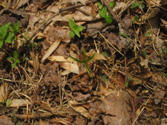Medeola virginiana