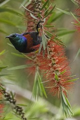 Cinnyris erythrocercus