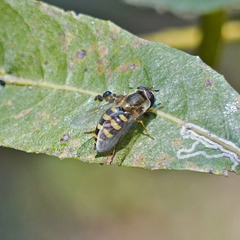 Eupeodes fumipennis