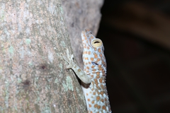 Gekko gecko