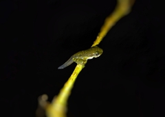 Polypedates cruciger