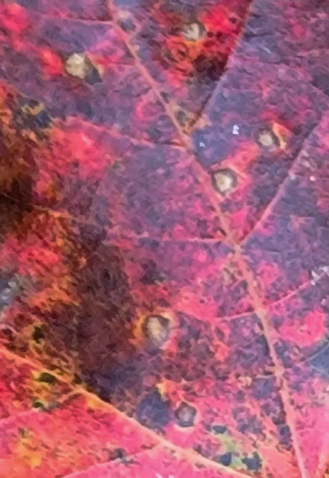 Maple Anthracnose