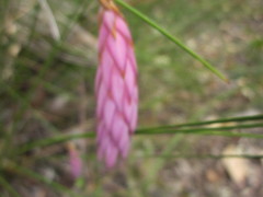 Johnsonia teretifolia