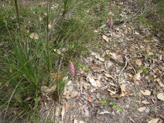 Johnsonia teretifolia