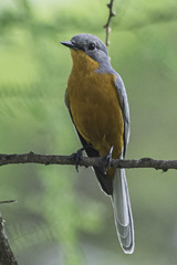 Melaenornis semipartitus