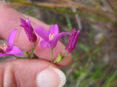 Boronia spathulata