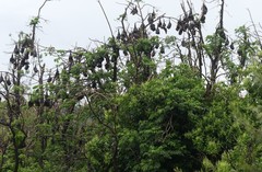 Pteropus poliocephalus