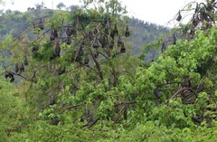 Pteropus poliocephalus