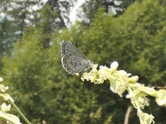 Celastrina asheri