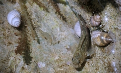 Istiblennius zebra