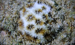 Leptastrea bewickensis