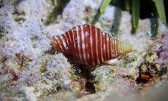 Pseudonebularia cucumerina