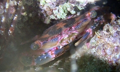 Thalamitoides quadridens