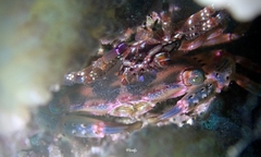 Thalamitoides quadridens