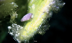 Triphora laddi